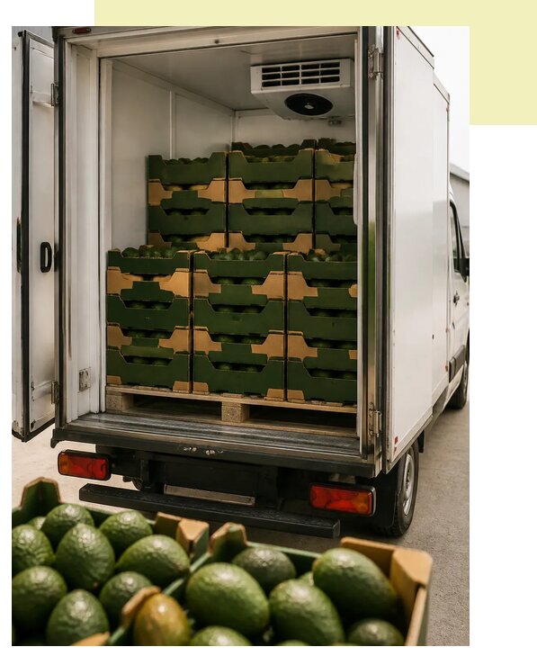 Перевозка авокадо рефрижератором в Артёма по цене от 5546 р. | Агросервис-Арт
